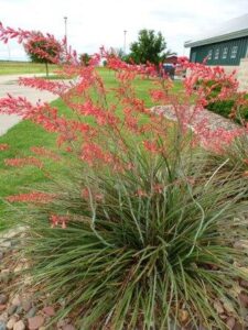 Red Yucca for xeriscapes, recommended by Best of Texas Landscapes