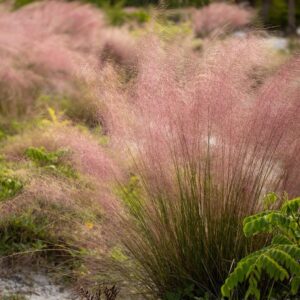 Pink Muhly for xeriscapes