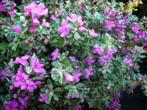 Texas Sage for xeriscapes