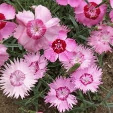 Dianthus: Landscaping flowers in Texas