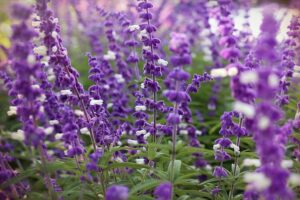 Mexican Bush Sage: landscape flowers in Texas