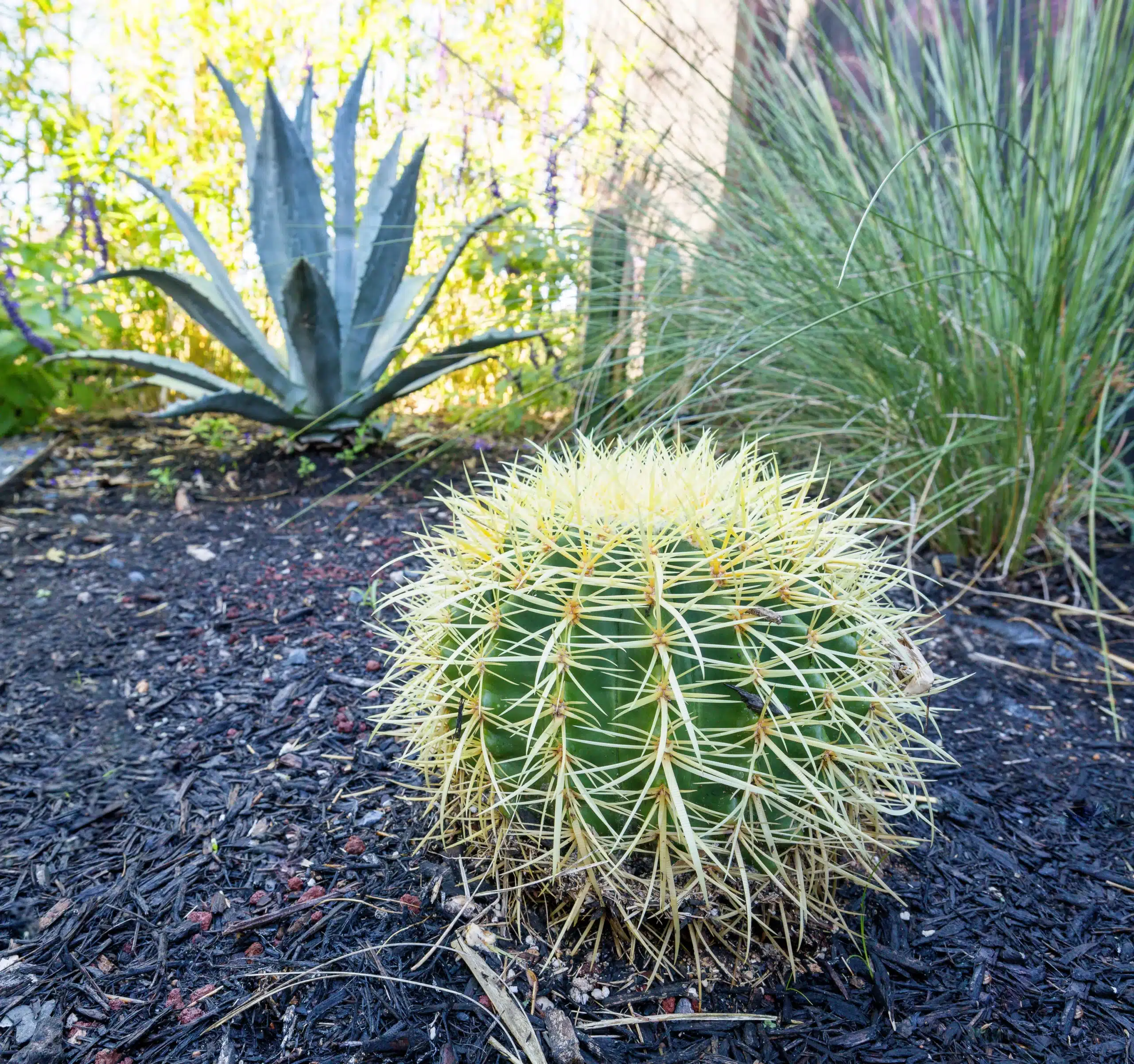 close up of round cactus with native grasses and yucca plants
