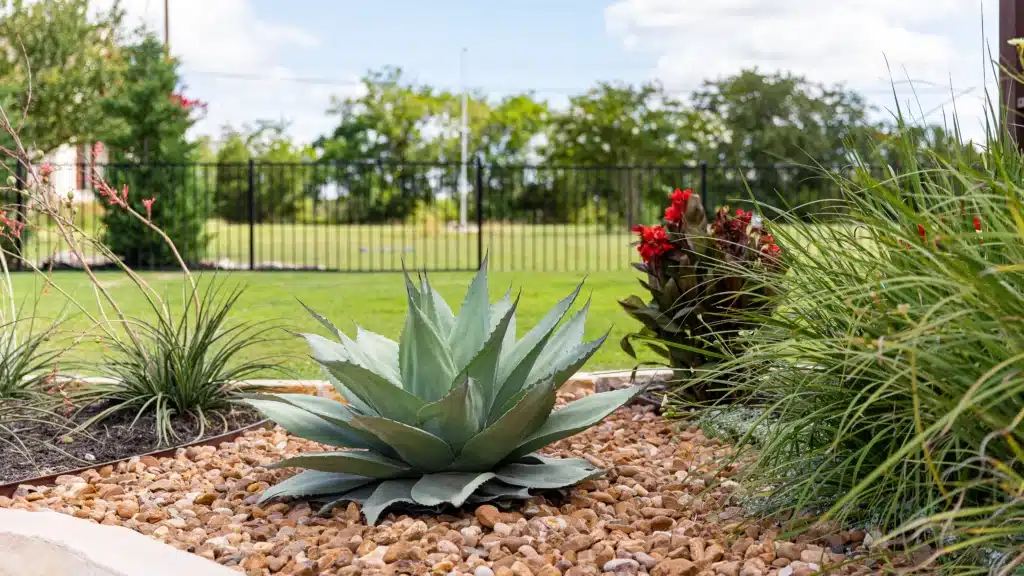 yucca plants and flowers native to Texas in natural rock plant bed