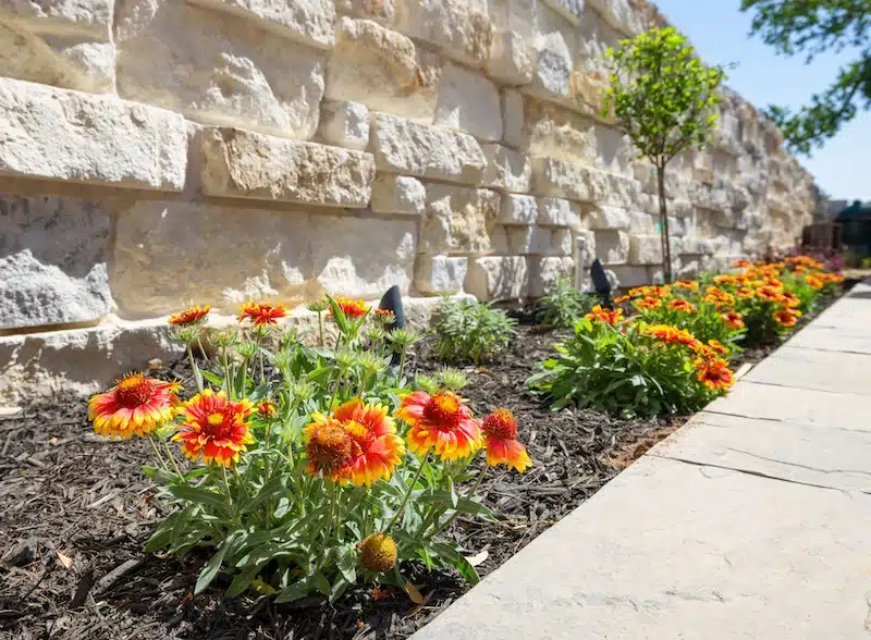perennial indian blanket flower in backyard landscape design in Georgetown, Texas