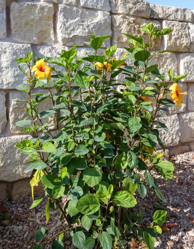tall hibiscus plant with yellow blooms in gravel plant bed along rock retaining wall