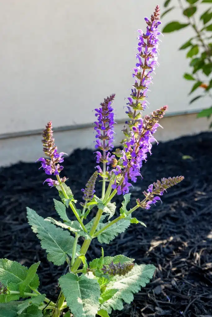 closeup of purple Salvia flowering plant in mulch plant bed